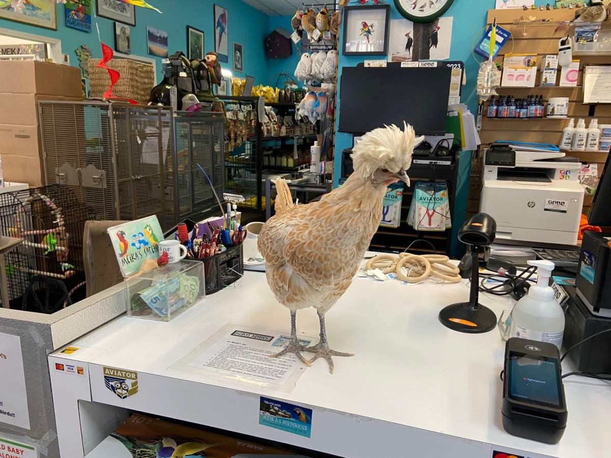 Meika’s Safehouse, in Sherwood Park, Alta., rehabilitates and provides a safe and loving environment for birds that have been rescued, surrendered or taken in by other groups.