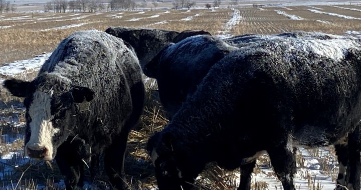 阿尔伯塔牧场主冬季极寒天气期间给牛群喂食几乎翻倍