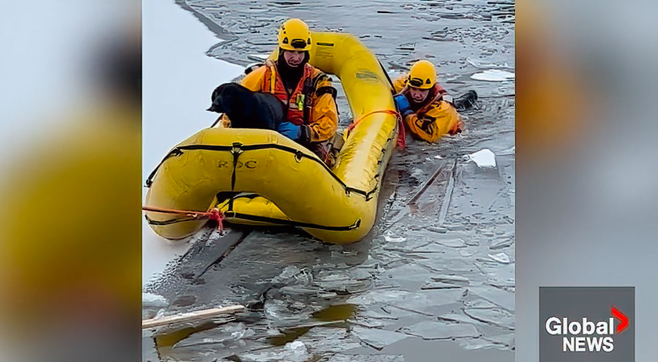 Peterborough firefighters save dog after fall through ice on Trent Canal bay