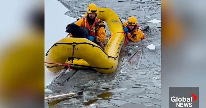 Пожарникари от Питърбъро спасиха куче след падане през леда в залива на канала Трент