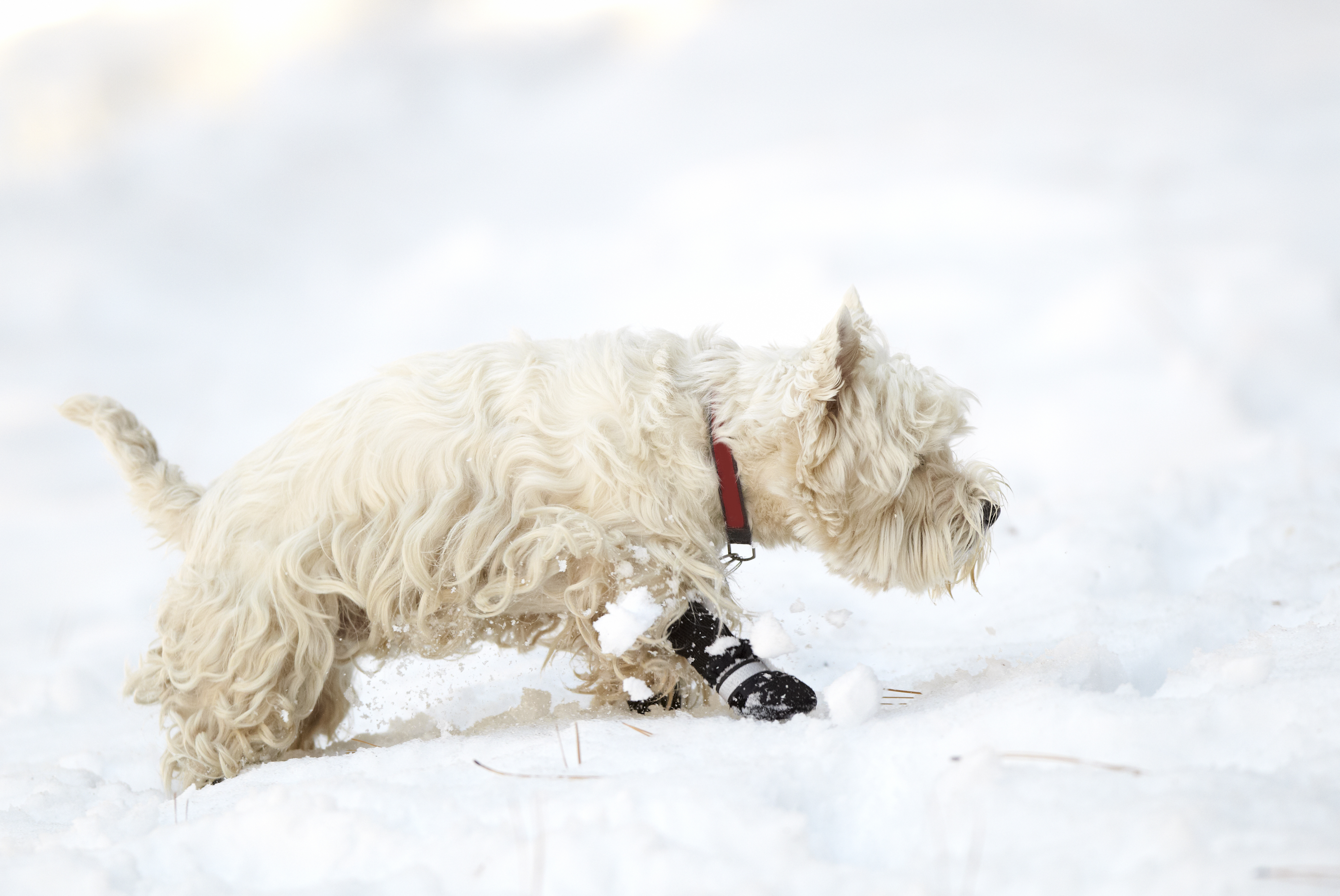 Is it too cold to walk your dog? Some tips on how to keep your pets warm