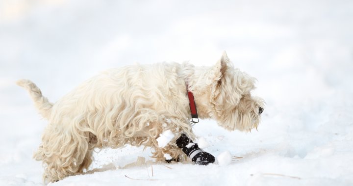 Прекалено студено ли е да разхождате кучето си? Няколко съвета за това как да поддържате домашните си любимци топли