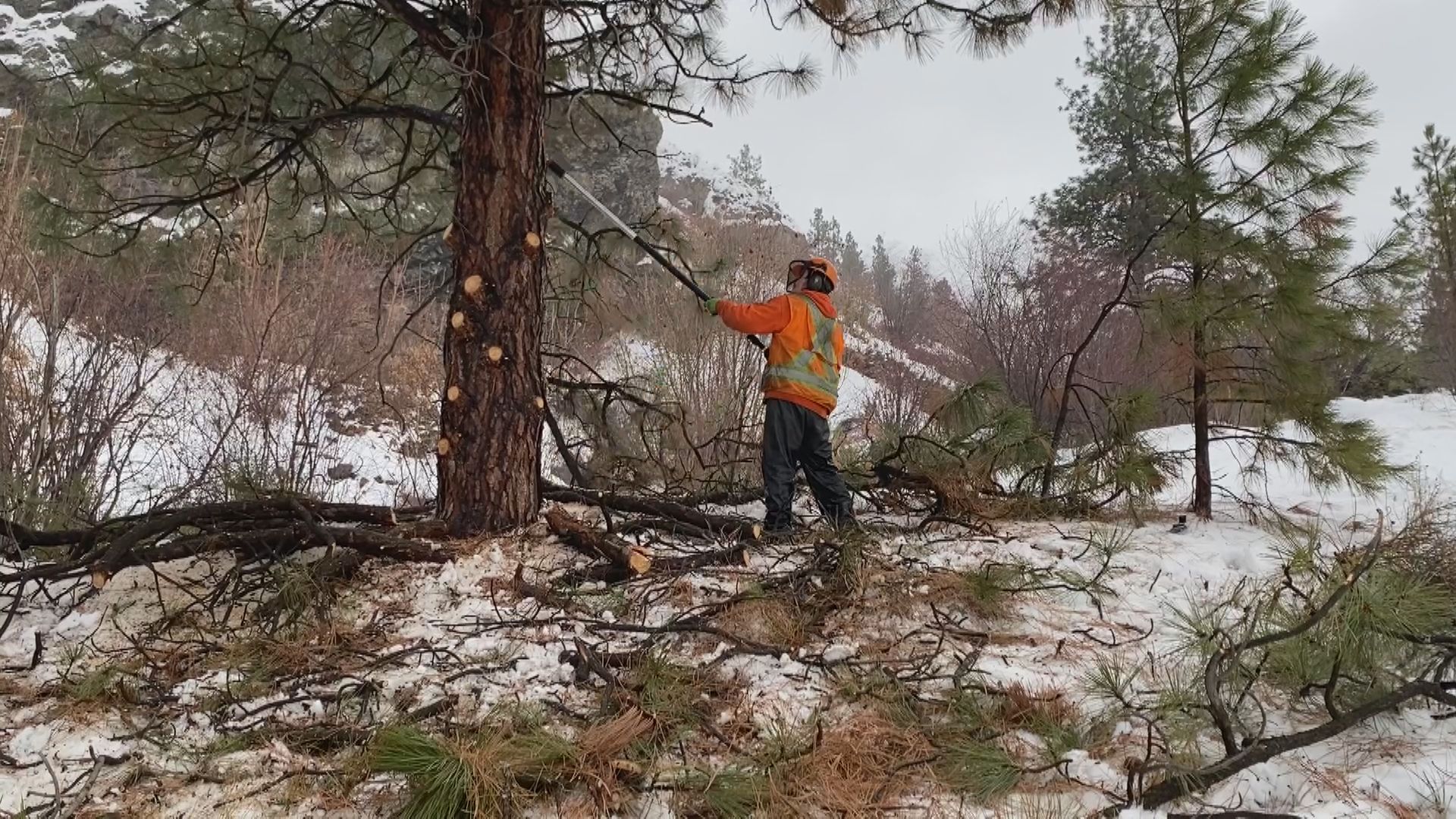 През следващите четири седмици тези които посещават Регионалния парк Каламоир