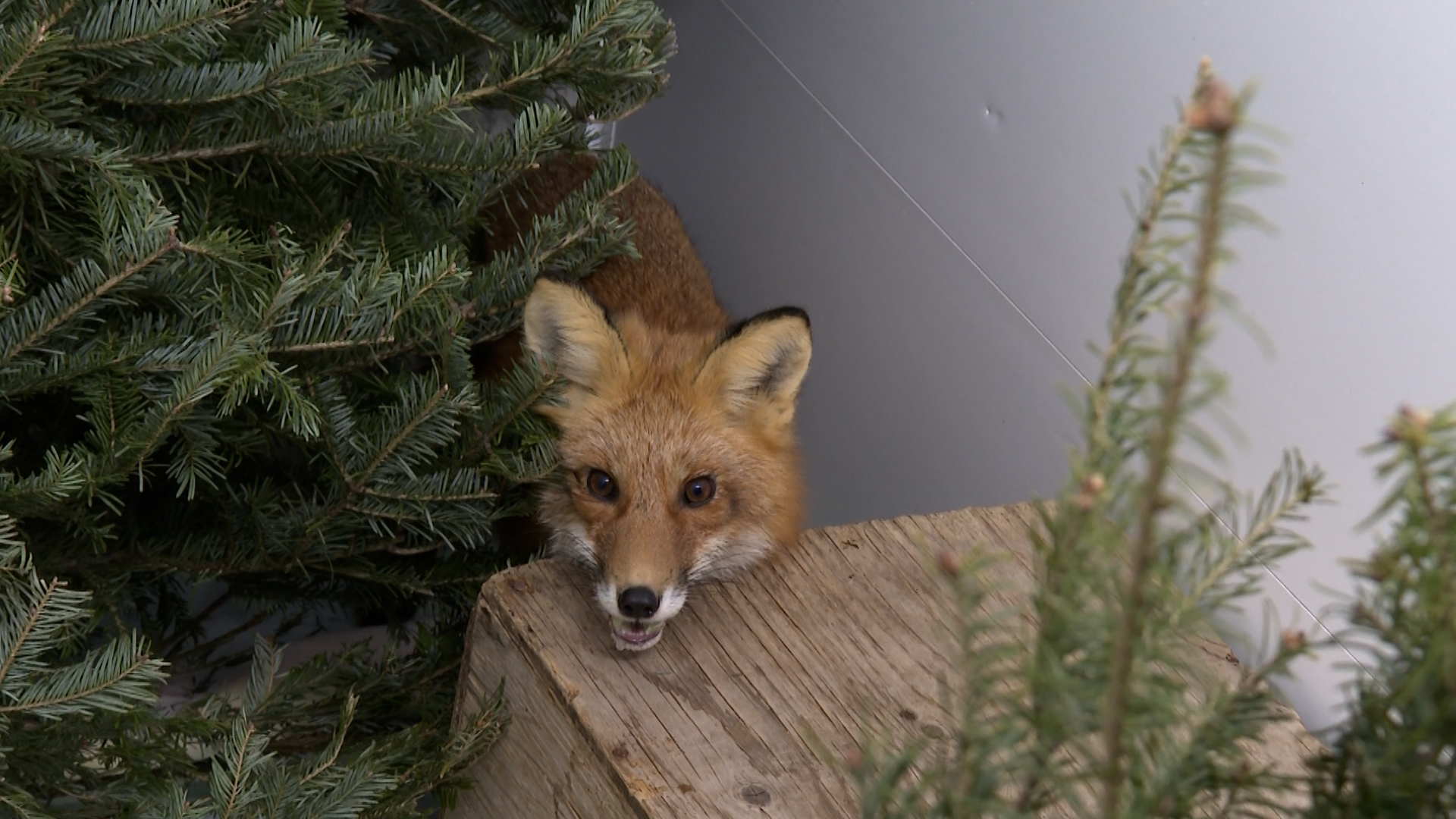 Лисица която беше блъсната от кола в Кингстън Онтарио миналата