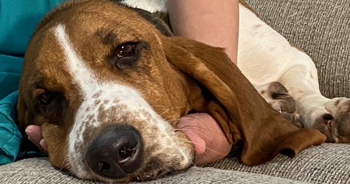 阿尔伯塔州的巴塞特猎犬在严寒中存活了7天：“简直就是个奇迹”