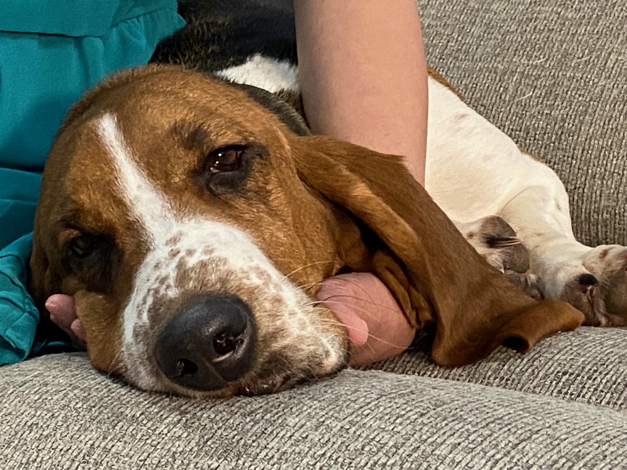 Alberta basset hound survives 7 days in bitter cold: ‘Nothing short of a miracle’