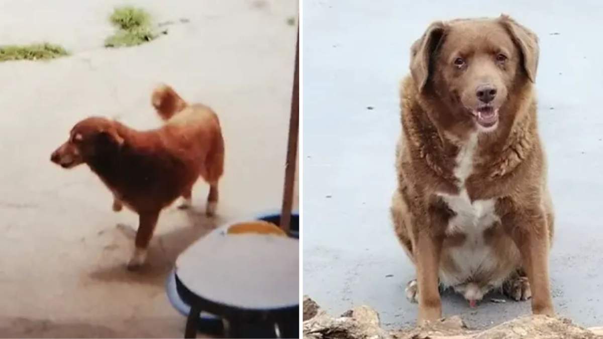 A split image. On the left, Bobbi is young and his fur appears reddish. On the right, Bobbi is older with brown and white fur.