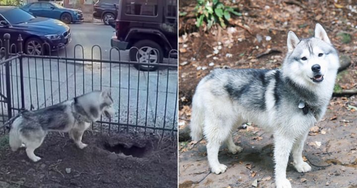 Куче-герой копае дупка и спасява квартала на Филаделфия от изтичане на газ