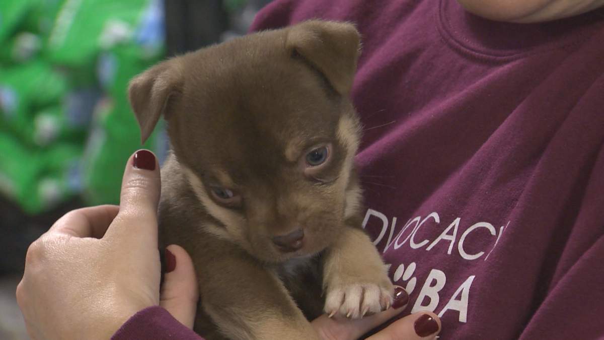 K9 Advocacy Manitoba received its charitable status in November last year. The charity is dedicated to managing the overpopulation of dogs and cats.