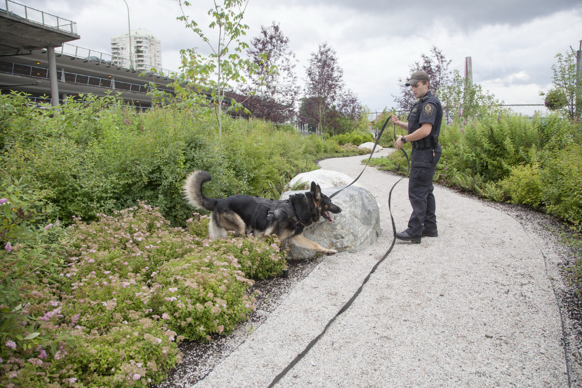 A New Westminster police officer is seen with a police dog in an undated file photo.