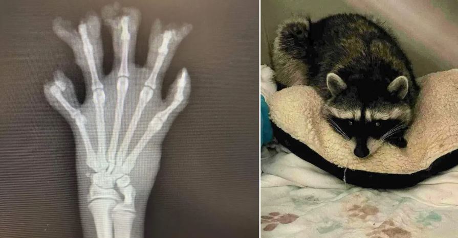 A B C група активисти на животни казва че три миещи