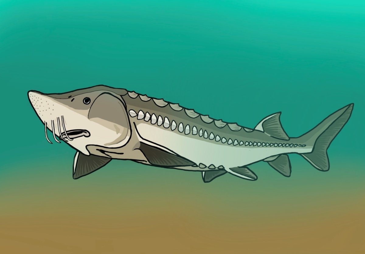 Every year, several thousand white sturgeon are captured during