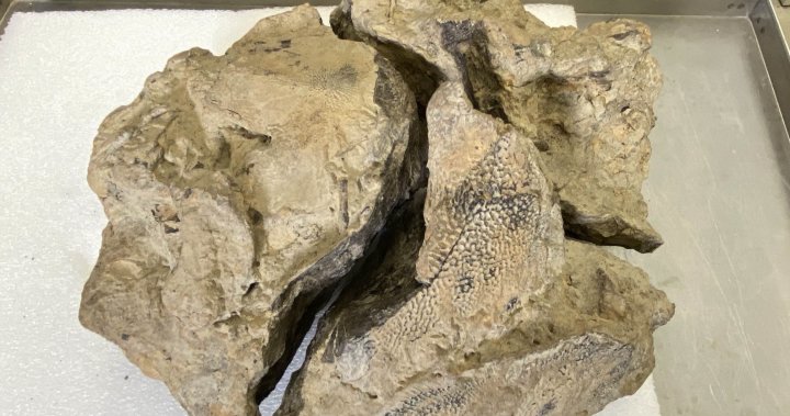 徒步旅行者在埃德蒙顿河谷发现了一颗7200万年前的鲟鱼头骨