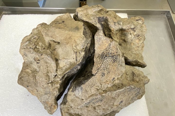 Hikers discover 72-million-year-old sturgeon skull in Edmonton River Valley