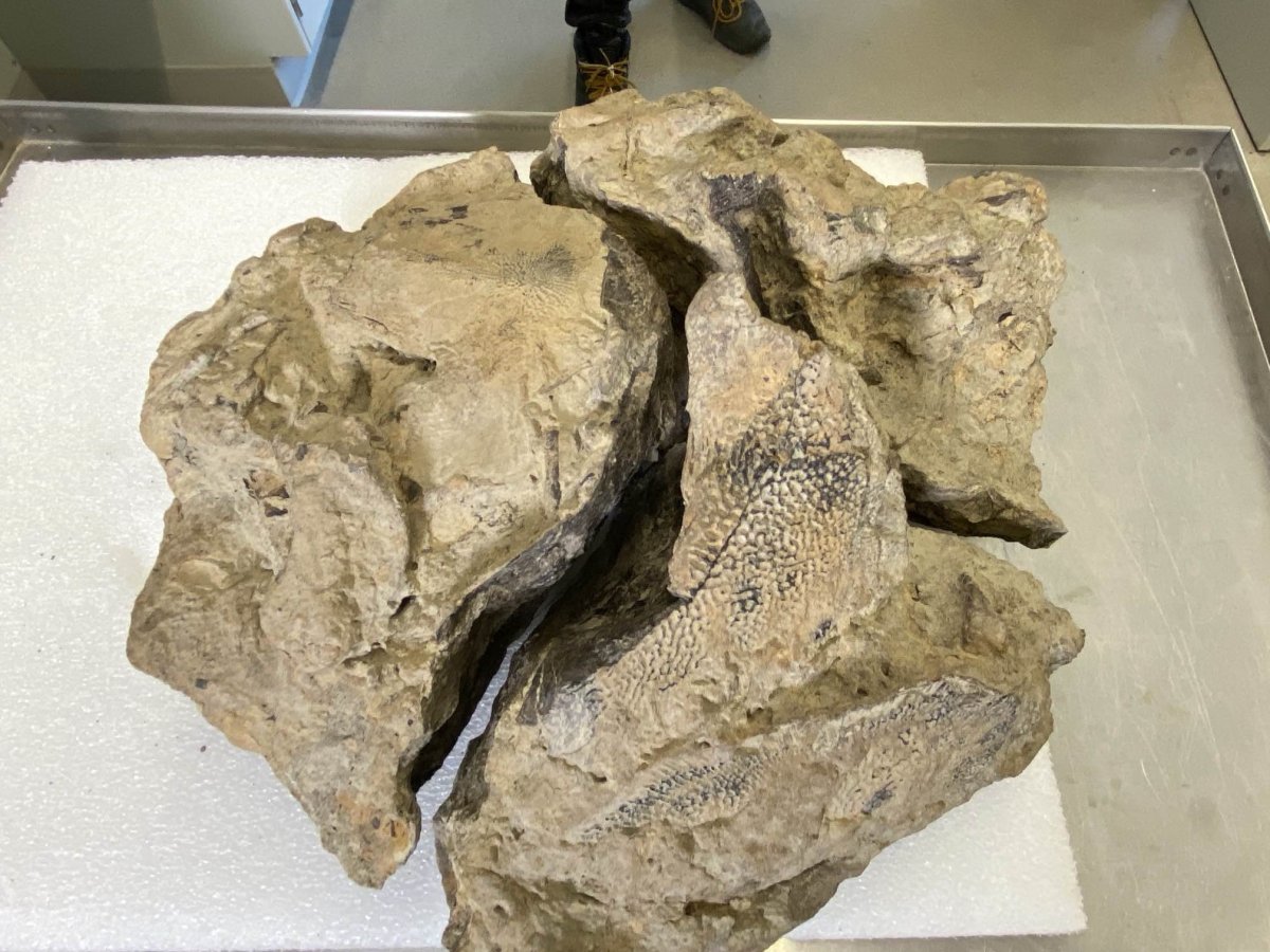 A fragment of a 72-million-year-old sturgeon was discovered in Edmonton's River Valley in February 2024.