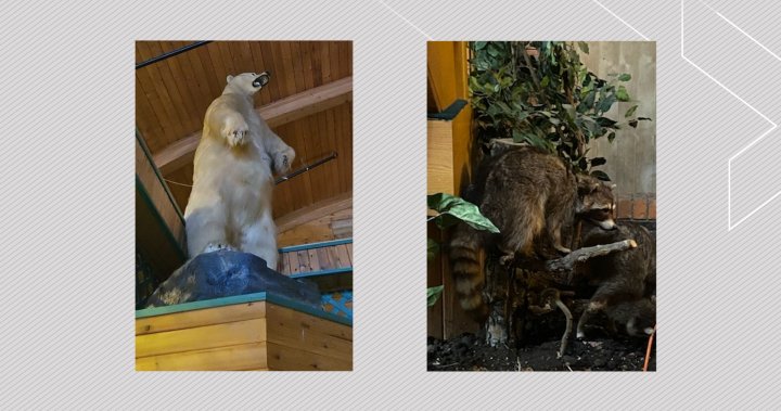 Непоносимо: Препарирана полярна мечка е открадната от курорт на север от Едмънтън