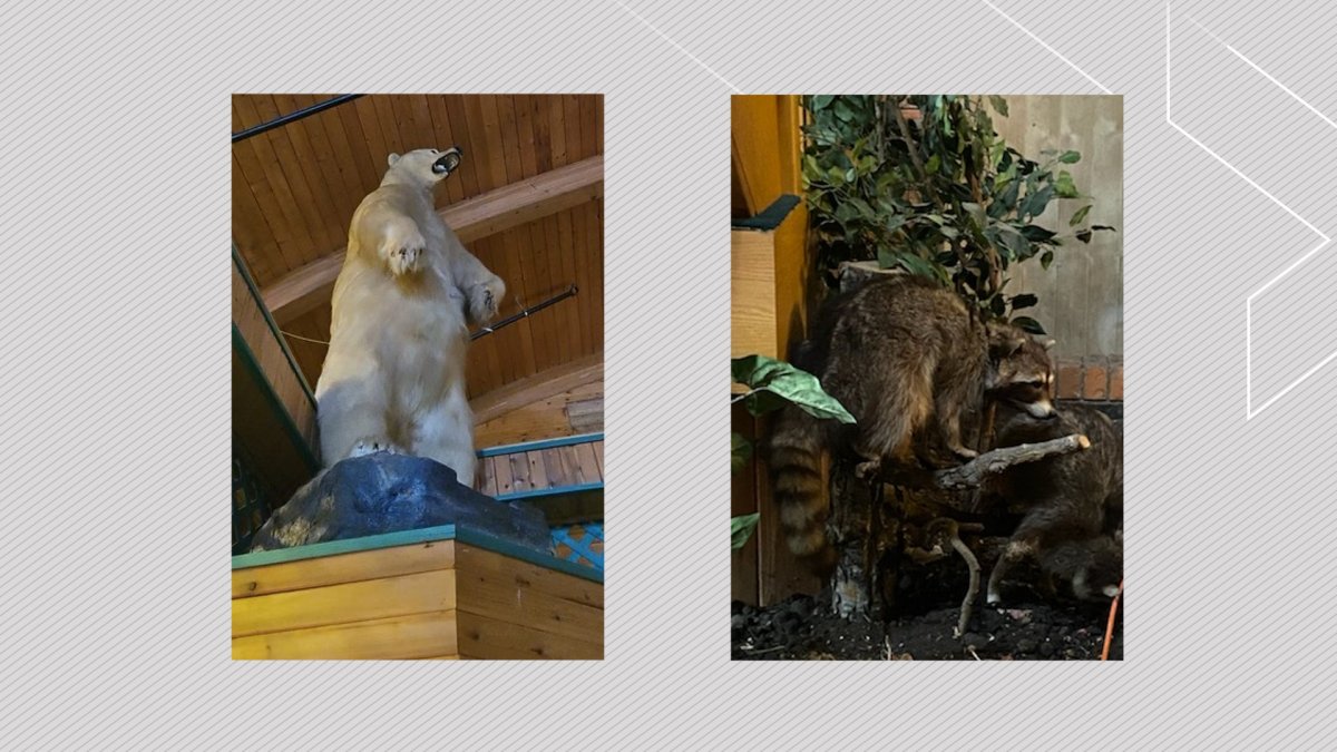 Taxidermy polar bear and raccoon that was stolen from Alberta's Lily Lake Resort during two different incidents.