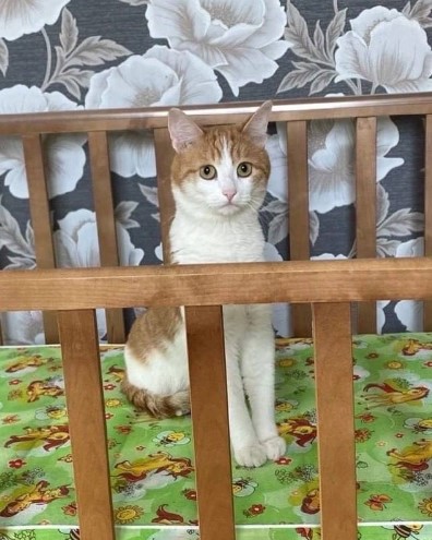 Twix is seen standing in a baby crib.