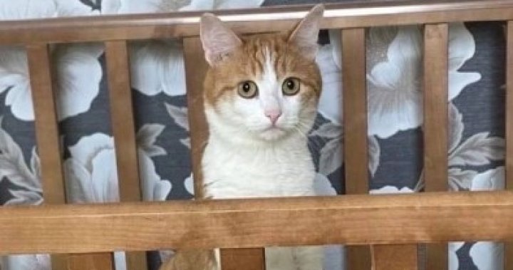Домашна котка почина в Русия, след като беше изхвърлена от