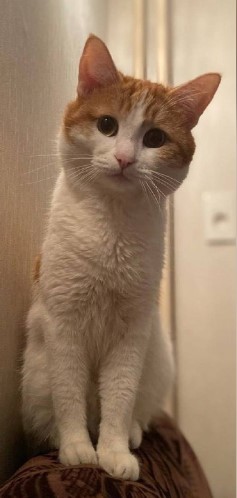 Twix’s death prompted the Russian railway to issue an apology.