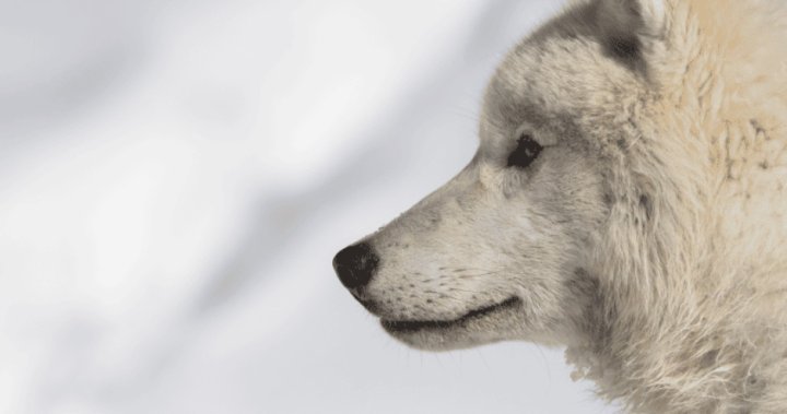 Зоопаркът Edmonton Valley посрещна две женски арктически вълци на 14