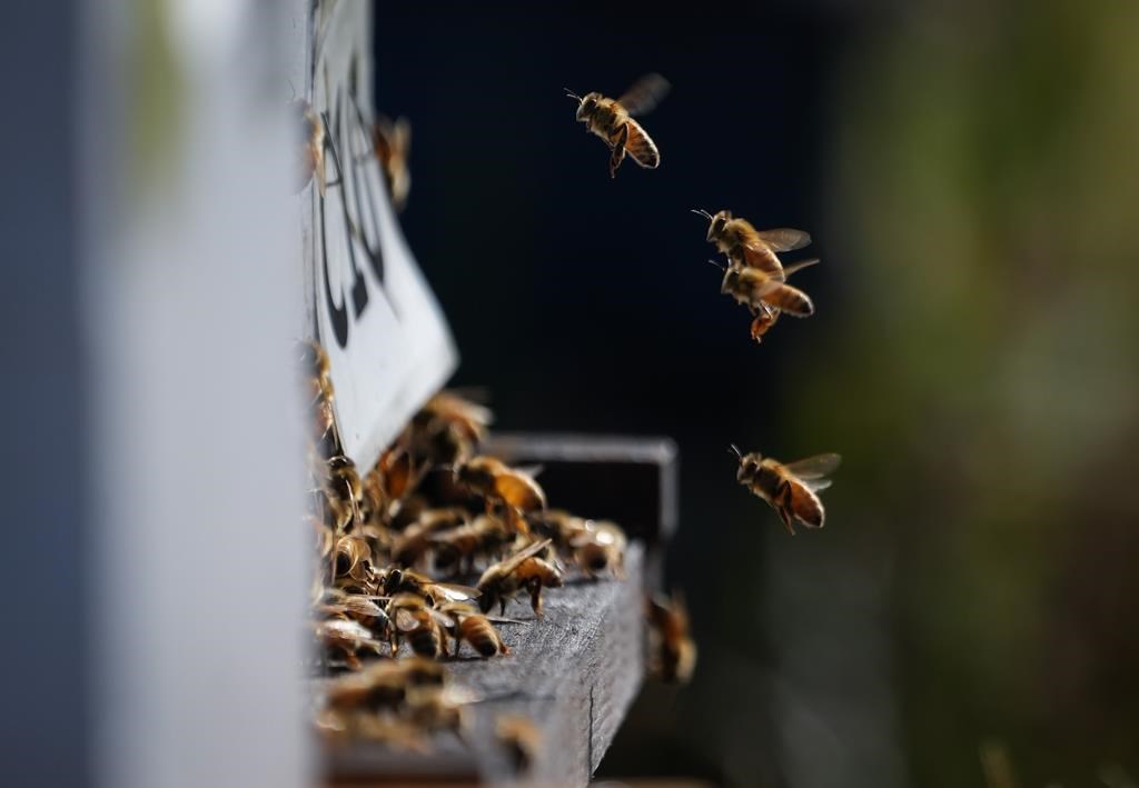 Неотдавнашните необичайни температурни колебания в Британска Колумбия породиха опасения относно