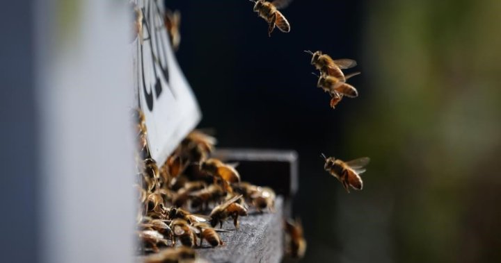 Температурните промени в Британска Колумбия подлагат на стрес пчелите и добитъка, казват изследователите