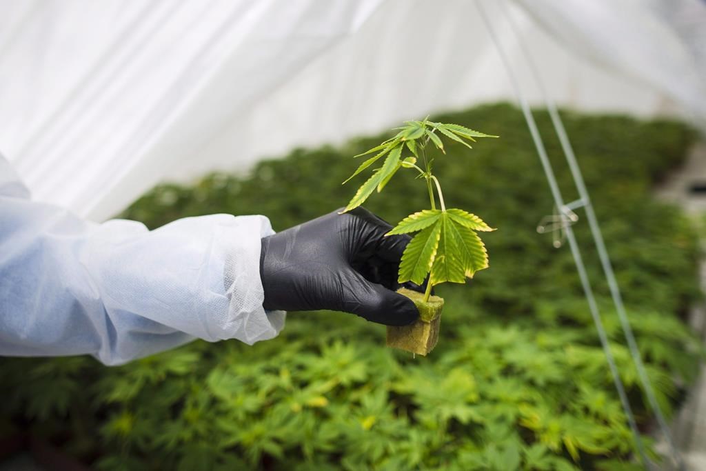 A large Ontario study says cannabis use could lead to anxiety and pre-existing anxiety disorders could worsen. A young cannabis plant is shown in Fenwick, Ont., Tuesday, June 26, 2018. THE CANADIAN PRESS/ Tijana Martin.