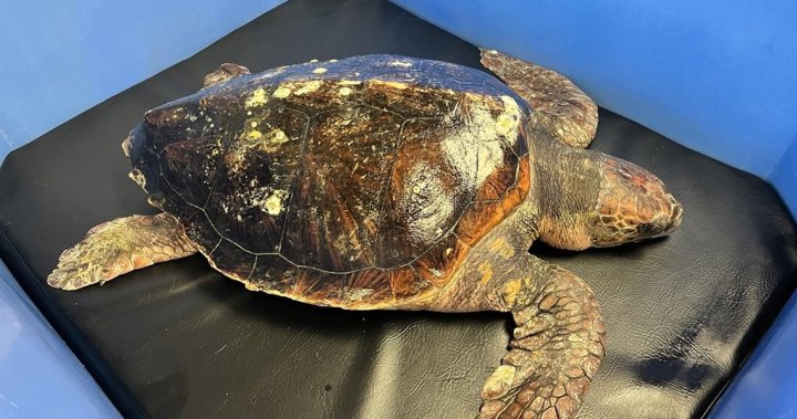 Морска костенурка карета рядко срещана във водите на Британска Колумбия