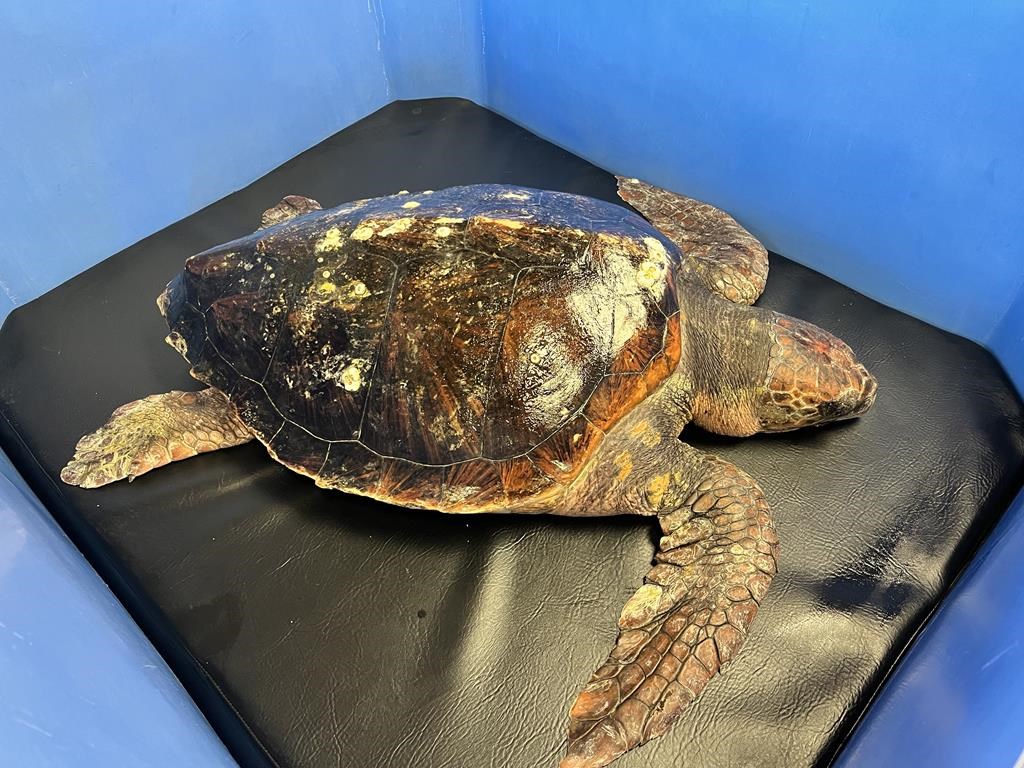 A loggerhead sea turtle rarely seen in British Columbia waters has been rescued after being found suffering from hypothermia near Victoria. The Vancouver Aquarium Marine Mammal Rescue Society says the turtle nicknamed Moira was rescued near Victoria on Feb. 4, 2024, and was hypothermic at the time of admission to the aquarium's care. 