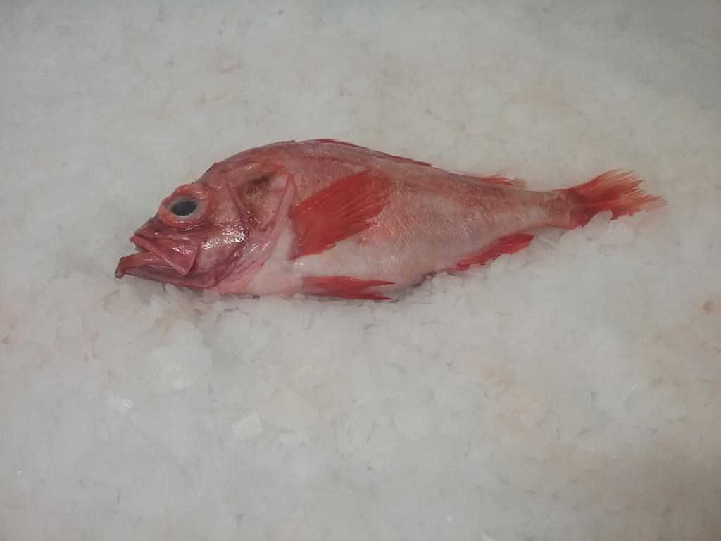 A redfish is shown in a handout photo. A marine conservation charity is urging caution following the recent lifting of the decades-long moratorium in the redfish fishery. THE CANADIAN PRESS/HO-Ka’le Bay Seafoods Ltd. **MANDATORY CREDIT**.