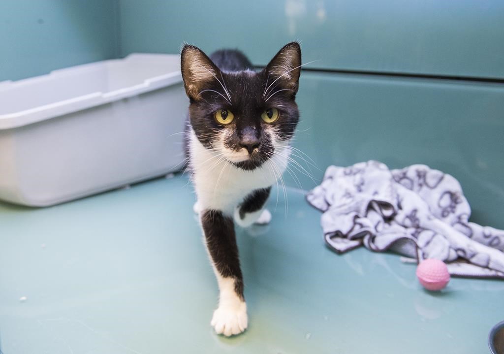 A cat is shown at a pet store in Montreal, Thursday, August 8, 2019. A ban on four cosmetic surgeries for pets came into effect in Quebec today, putting an end to vocal cord removal, ear cropping, tail trimming and cat declawing for aesthetic purposes. THE CANADIAN PRESS/Graham Hughes.