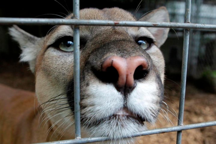Another cougar sighting reported in Lethbridge area, police say