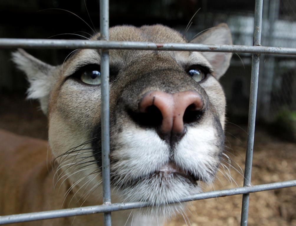A cougar watches from an enclosure at Stump Hill Farm in Massillon, Ohio min an Aug. 25, 2010, file photo.