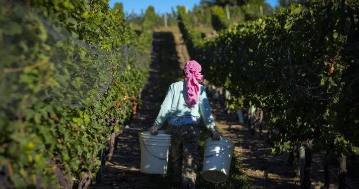 Очаква се виното, произведено в Оканаган, да бъде в недостиг от следващата година