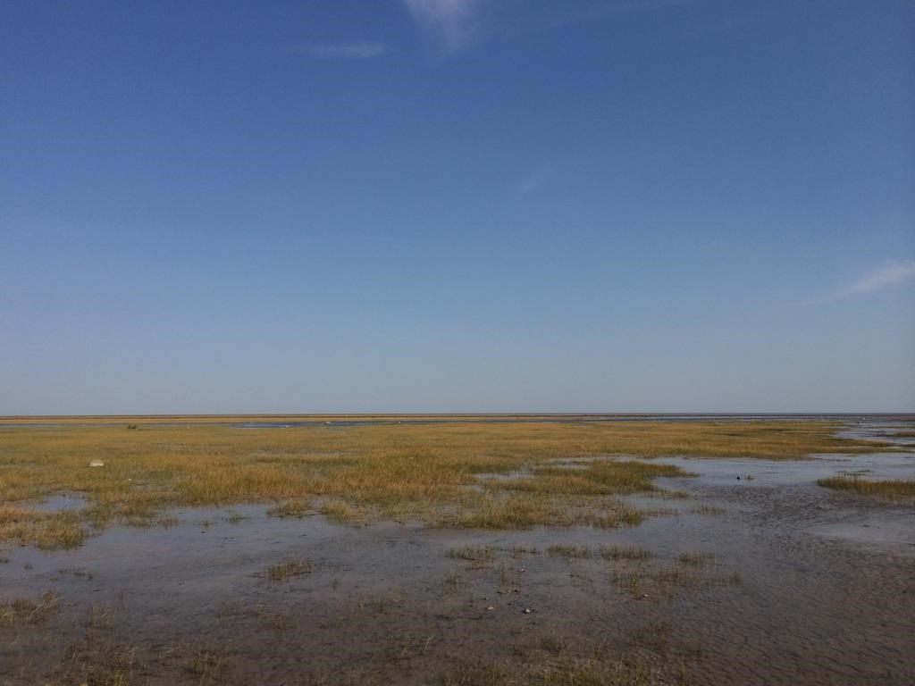 A marine area larger than Austria and home to beluga whales and threatened polar bears off Ontario's northern shores is a step closer to protected status. Muskeg, a type of low-lying wetland, is seen in an area near Kashechewan, Ont., in an undated handout photo.
