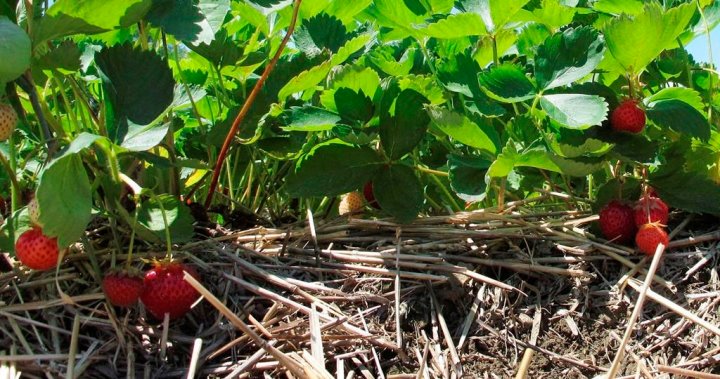 Буболечка нахлула в полетата с ягоди в Квебек може да