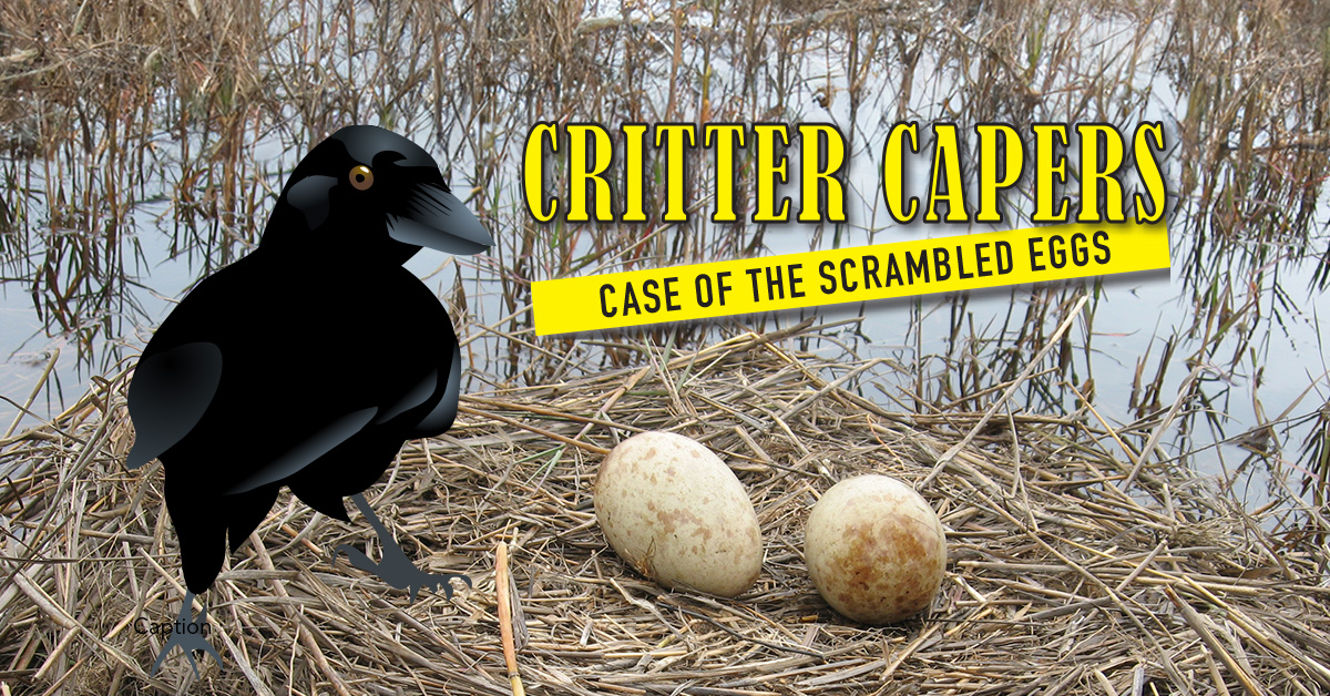 Critter Capers The Case of the Scrambled Eggs GlobalNews Events