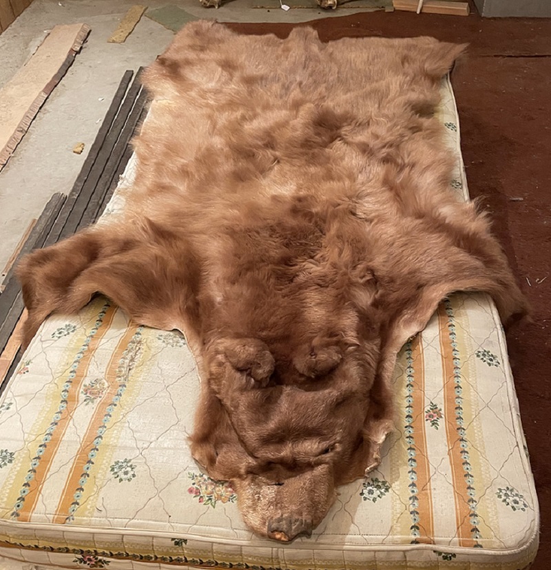 A bear skin is laid out on a mattress.