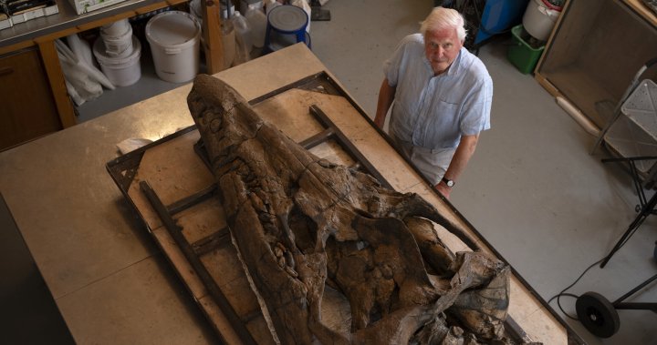 Дейвид Атънбъро за търсенето на вкаменелости и откриването на находка от цял ​​живот
