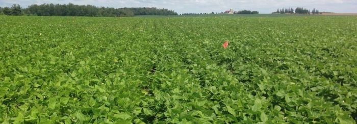 The University of Guelph received gifts from the Ontario Bean Growers and an anonymous $2 million donation to support the hiring of three vacant positions at the Ridgetown campus.