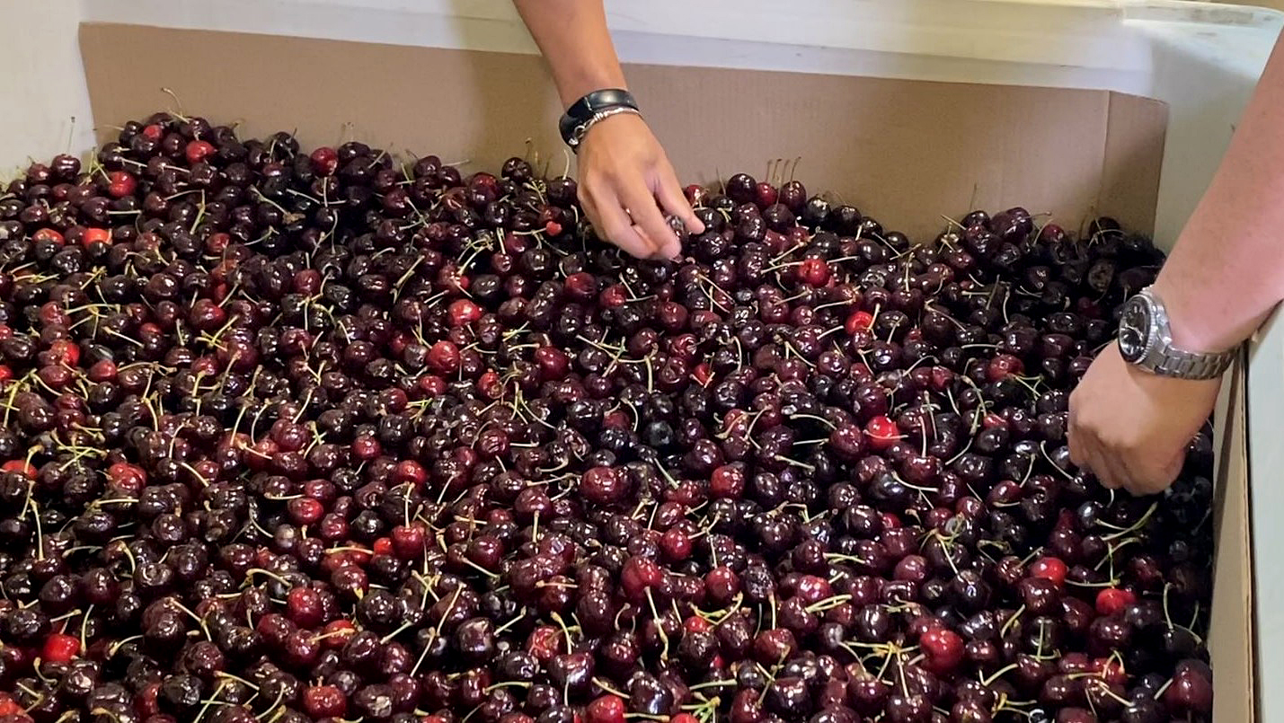 Производителите на череши в пр н е очакват тежка 2024 г след