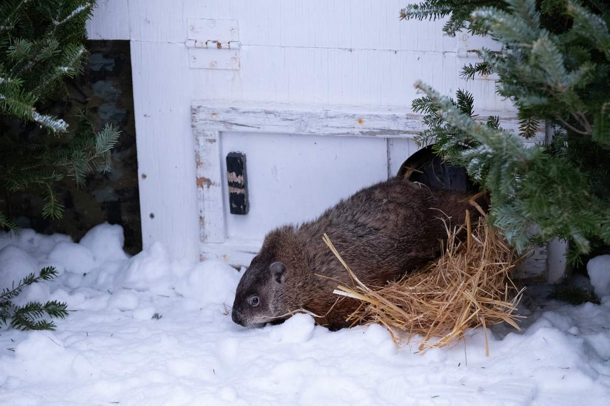 Shubenacadie Sam climbs out of her burrow and predicts an early spring during a Groundhog Day event at the Shubenacadie Wildlife Park in Nova Scotia on Friday, Feb. 2, 2024.