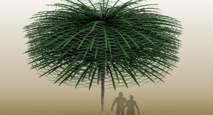 Тропическият Ню Брънзуик, дом на дърво, подобно на д-р Сюс, отпреди около 350 милиона години