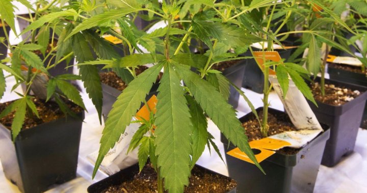Aurora Cannabis отчита нетна загуба от $25 милиона, тъй като купува австралийската фирма за медицински саксии