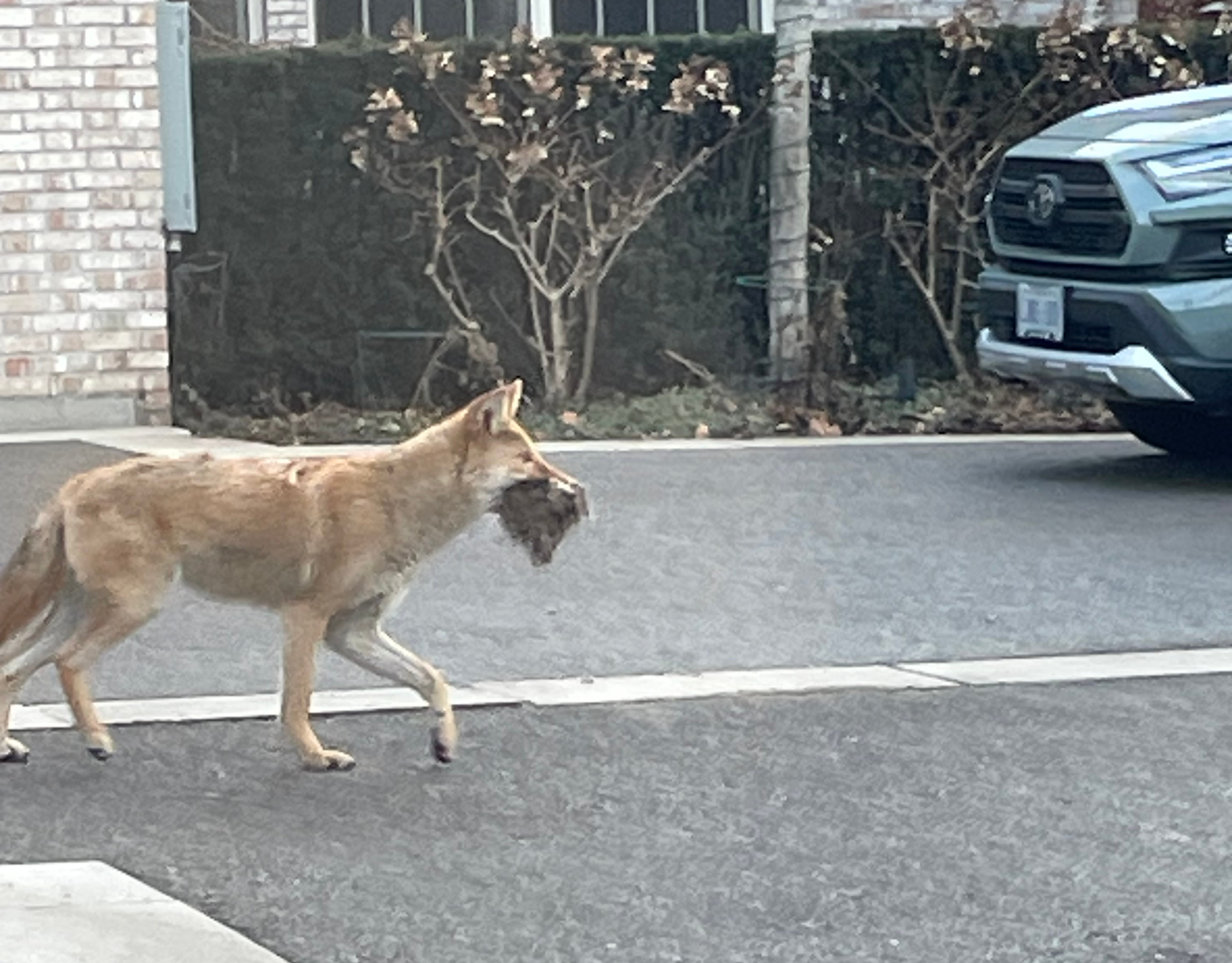 Някои собственици на кучета и разходки в конкретен квартал на