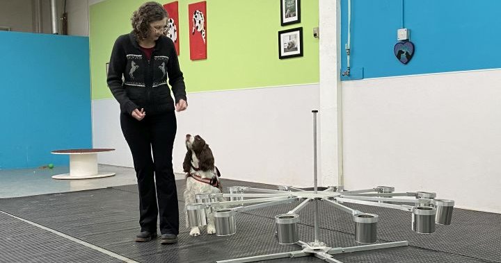 „Тя е моята спасителка“: Треньорът от Калгари обучава кучета в медицинско откриване на миризми