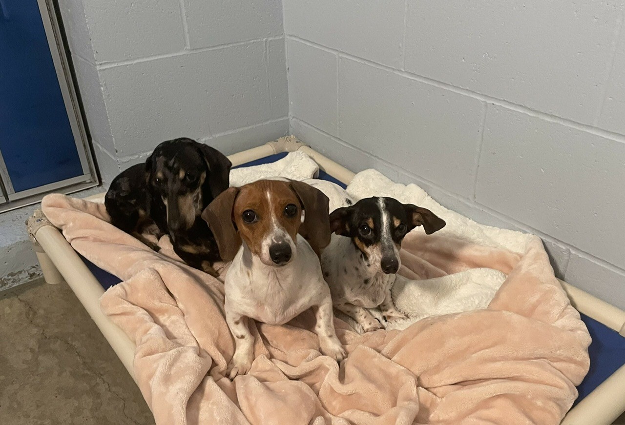 Страховитите дакели пудели минишнауцери и разнообразие от смесени породи кучета