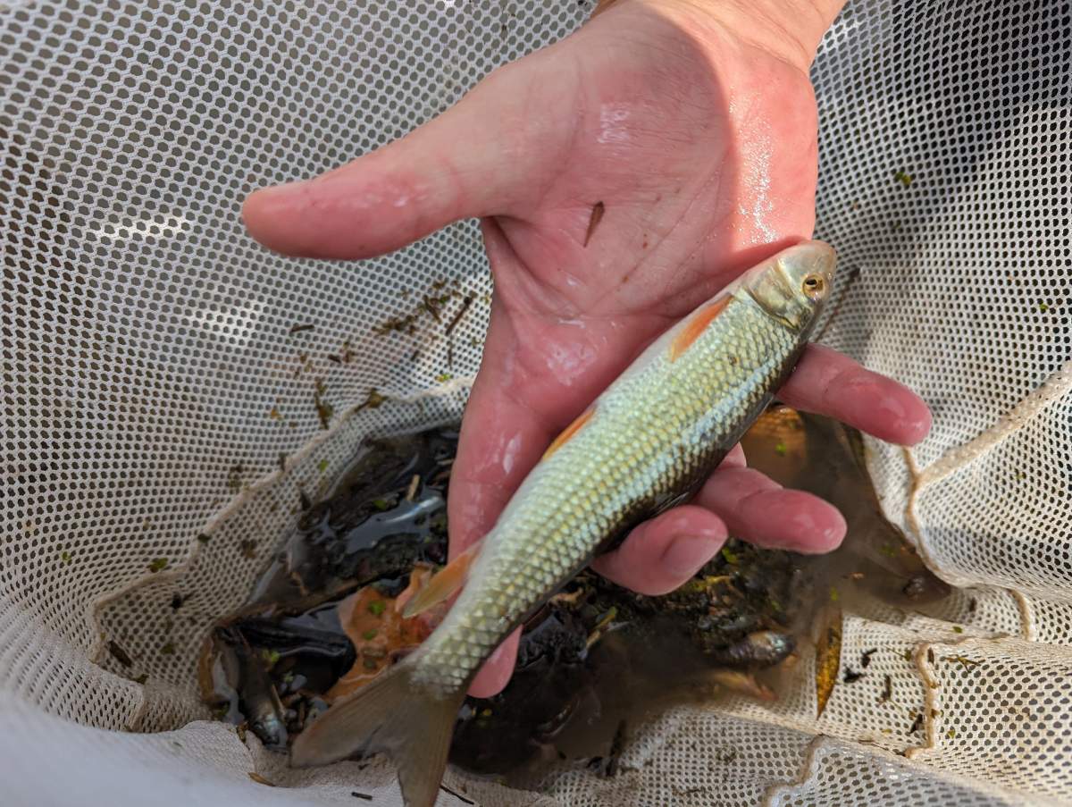 A closeup of a hand holding a fish in a net.