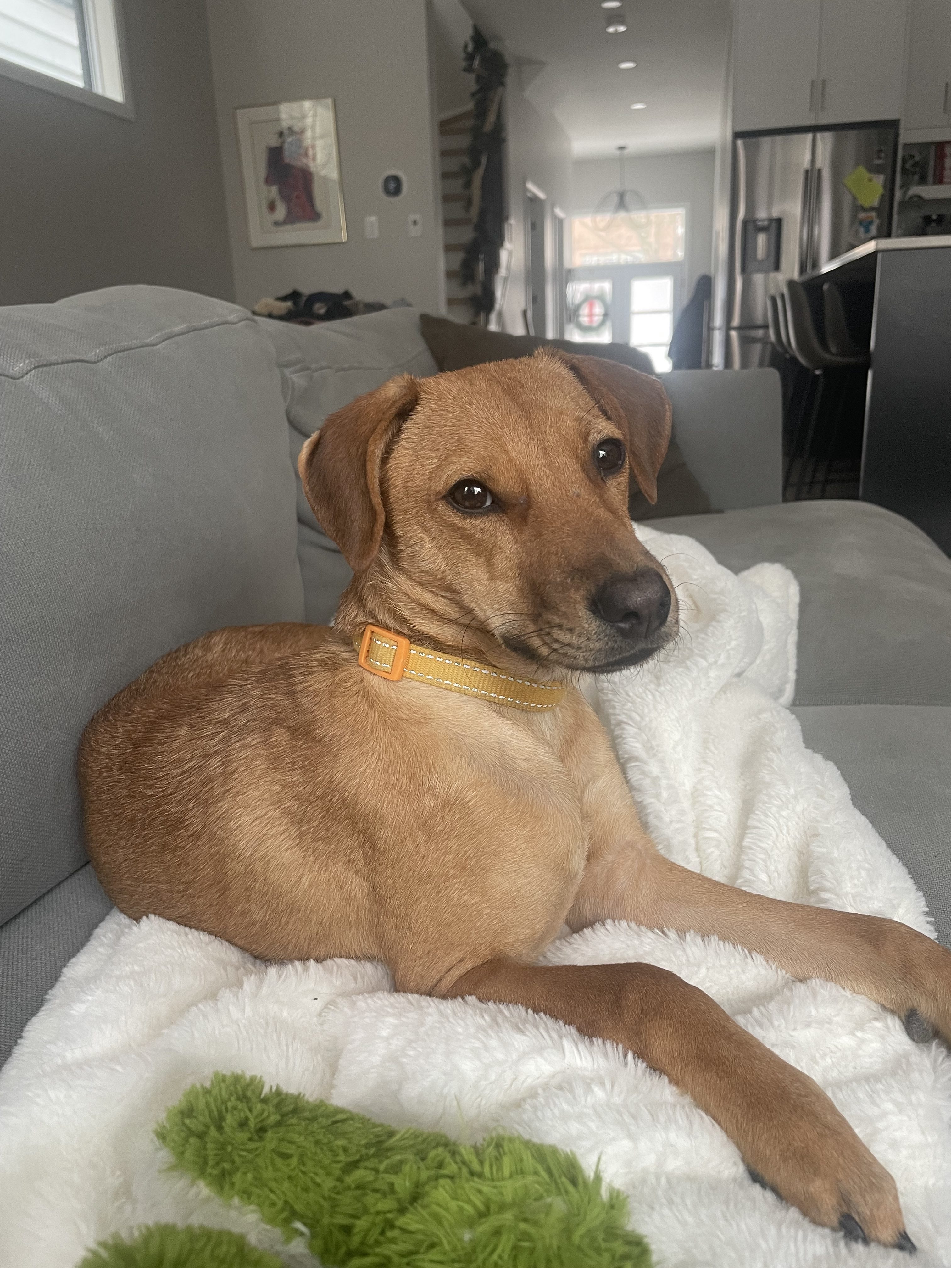 Професионалният женски отбор по хокей на Монреал собствениците на фирми